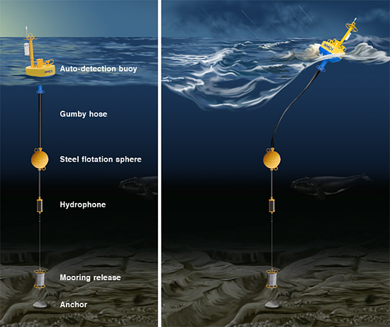 Surface Buoy