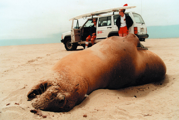 California sea lion killed by