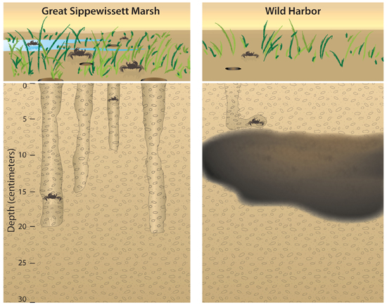 Crab Burrow