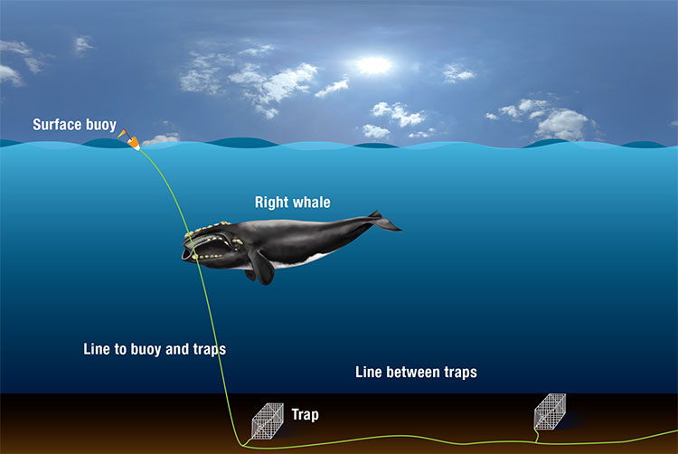  entangled in fishing gear the gear hinders whales ability to eat and