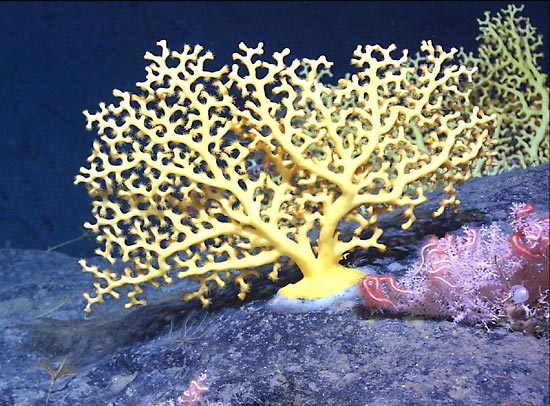 Long Coral