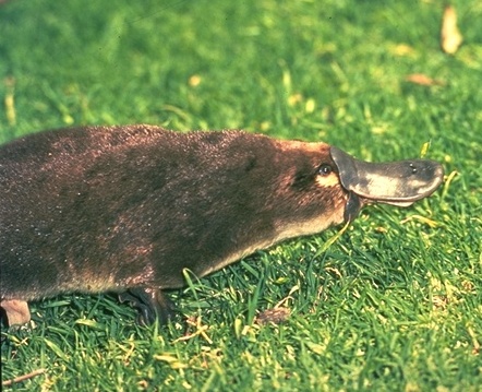 Platypus Ornithorhynchus Anatinus