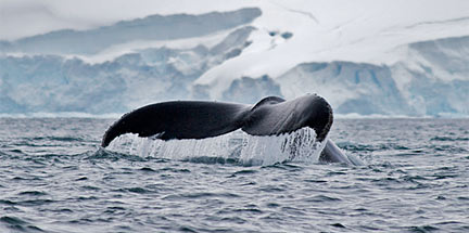 Antarctic Animals Whales
