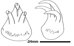 Copulatory Spicules