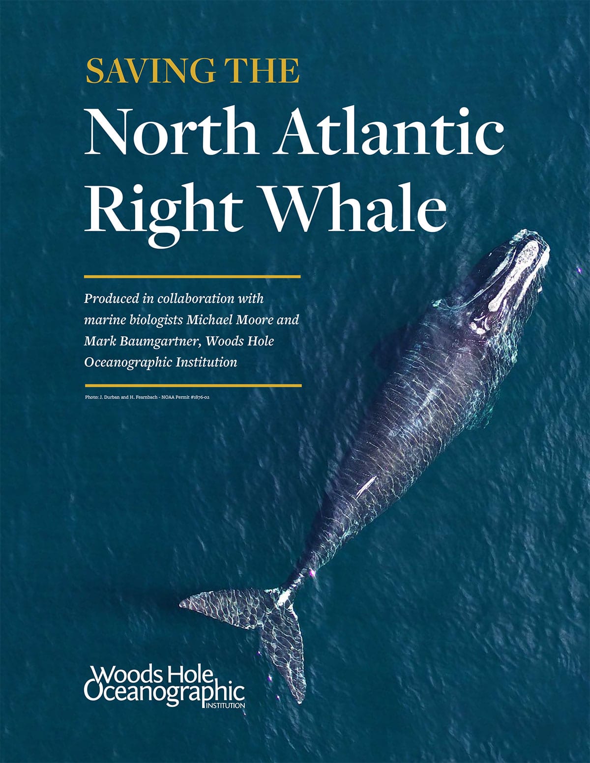 right whale report