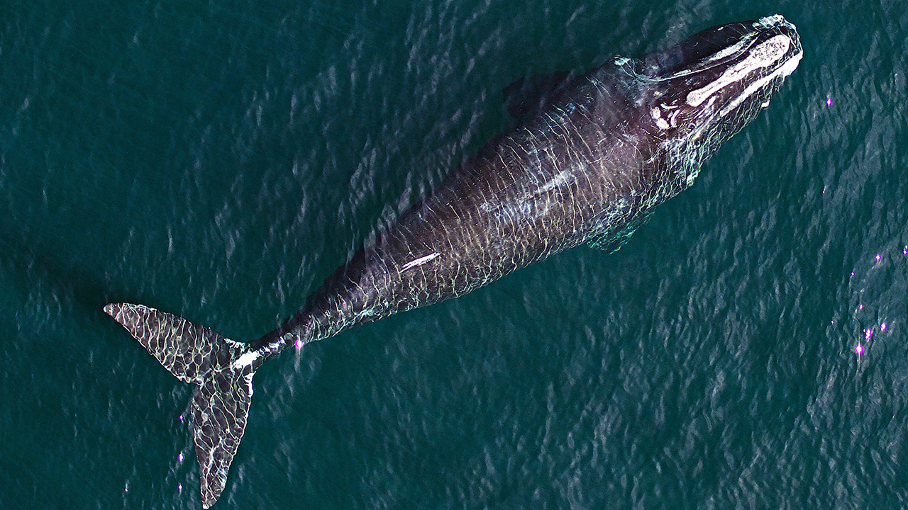 Image Of The Day: Bird's-Eye View on Whale Health : Woods Hole