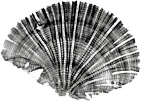 x-ray of a coral section