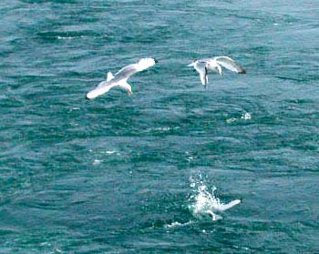 black-legged kittiwake dives for a meal