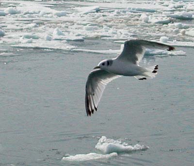 black-legged kittiwake