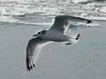 black-legged kittiwake