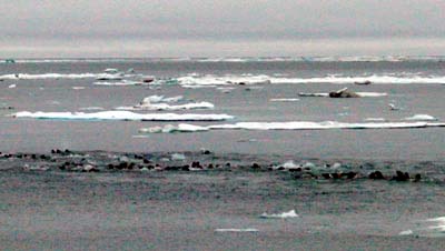 herd of walruses swimming