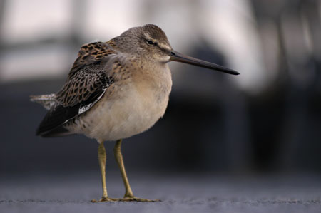 Dowitcher