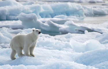 King of the Arctic