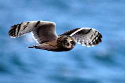 Short-eared owl