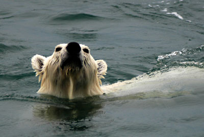 Polar bear