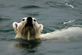 Polar bear