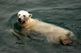 Polar bear