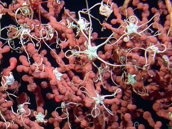 Conserving cold-water corals