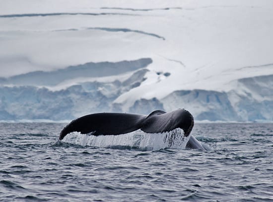 A whale fluke in Antarctica