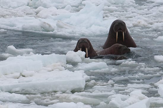 Walruses on the starboard side