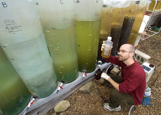 Growing marine algae
