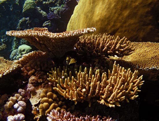 Research on the reefs