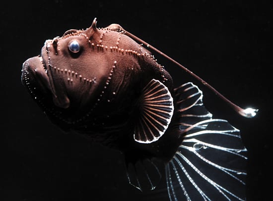 alvin the anglerfish