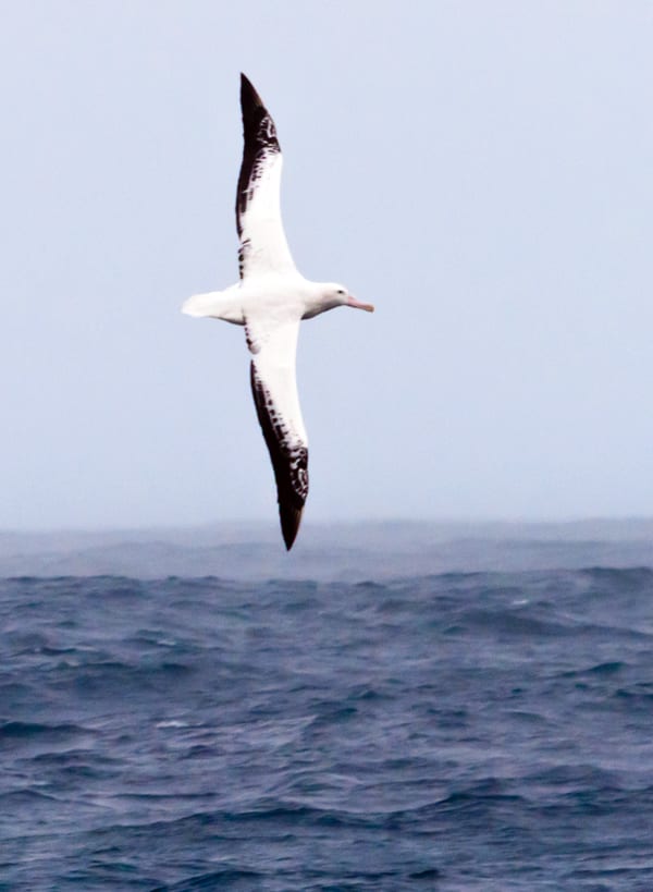 albatross3-300_132256.jpg