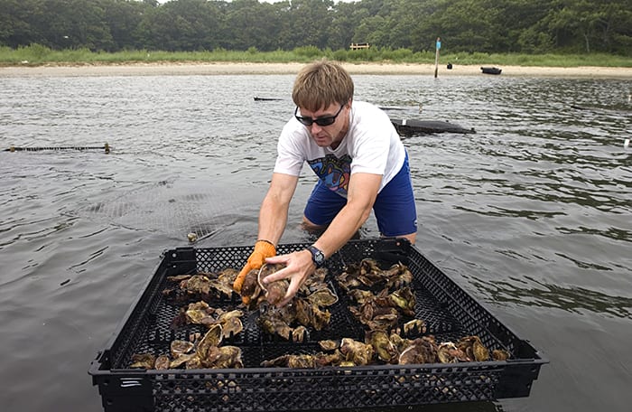 Oysters to the Rescue