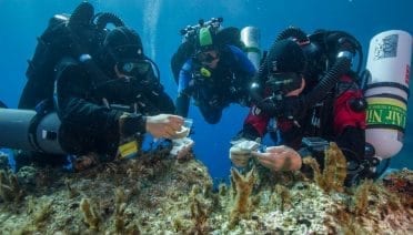 Artifacts Discovered on Return Expedition to Antikythera Shipwreck