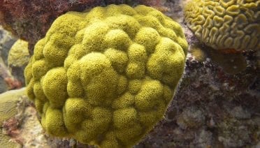 Study Reveals Corals' Influence on Reef Microbes