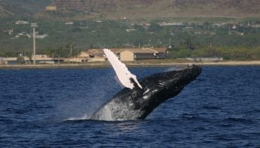 WHOI Study Sheds Light on Previously Overlooked Aspect of Whale Songs