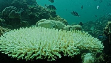 Corals Die as Global Warming Collides with Local Weather in the South China Sea