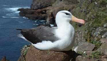 More Frequent Extreme Ocean Warming Could Further Endanger Albatross