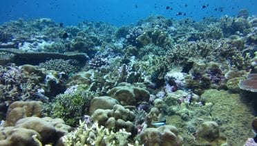 Scientists Pinpoint How Ocean Acidification Weakens Coral Skeletons
