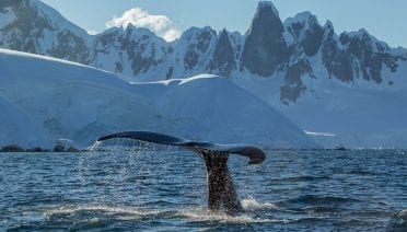 Monitoring Bacteria on Whale Skin