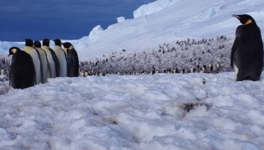 Are Emperor Penguins Eating Enough?