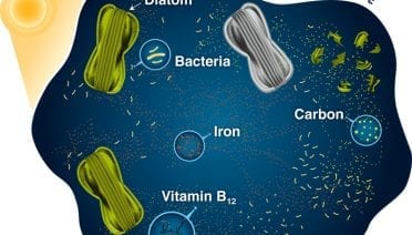 Bacteria and Diatoms