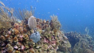 Coral Larvae Use Sound to Find a Home on the Reef