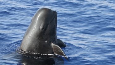 Groups of Pilot Whales Have Their Own Dialects