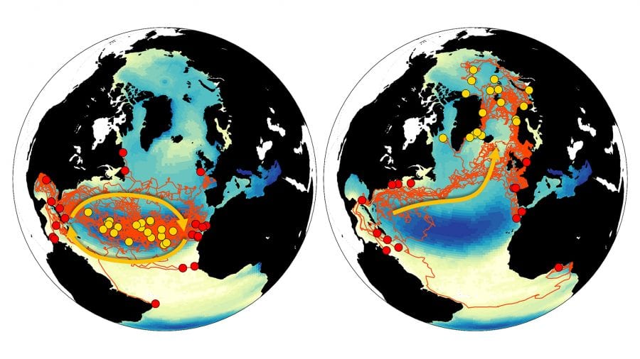 Model-illustration-of-plastics-concentrations-in-global-ocean-from-Sam-Levang_508794.jpg