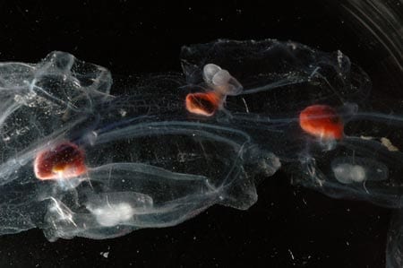chain of aggregate salps