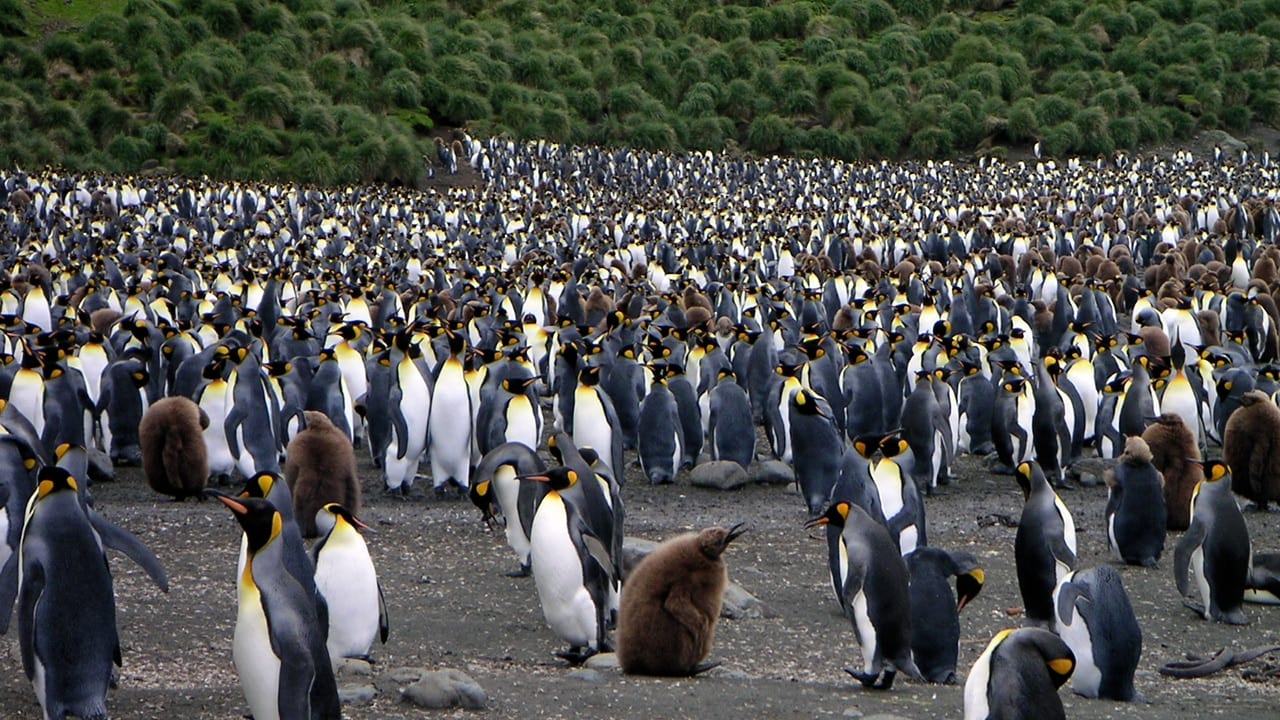 Penguins on Parade