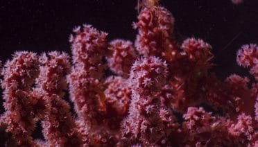 New species of coral found in Lydonia Canyon