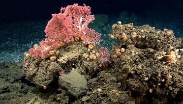 These corals, including cup corals and bubblegum corals, were found near the edge of a mussel bed while exploring a gas seep area near the northeast submarine canyons—unique and biodiverse habitats in the Atlantic Ocean. Less than one percent of the underwater canyons off the U.S. east coast have been explored. Image courtesy of the NOAA Office of Ocean Exploration and Research, Northeast U.S. Canyons Expedition 2013.