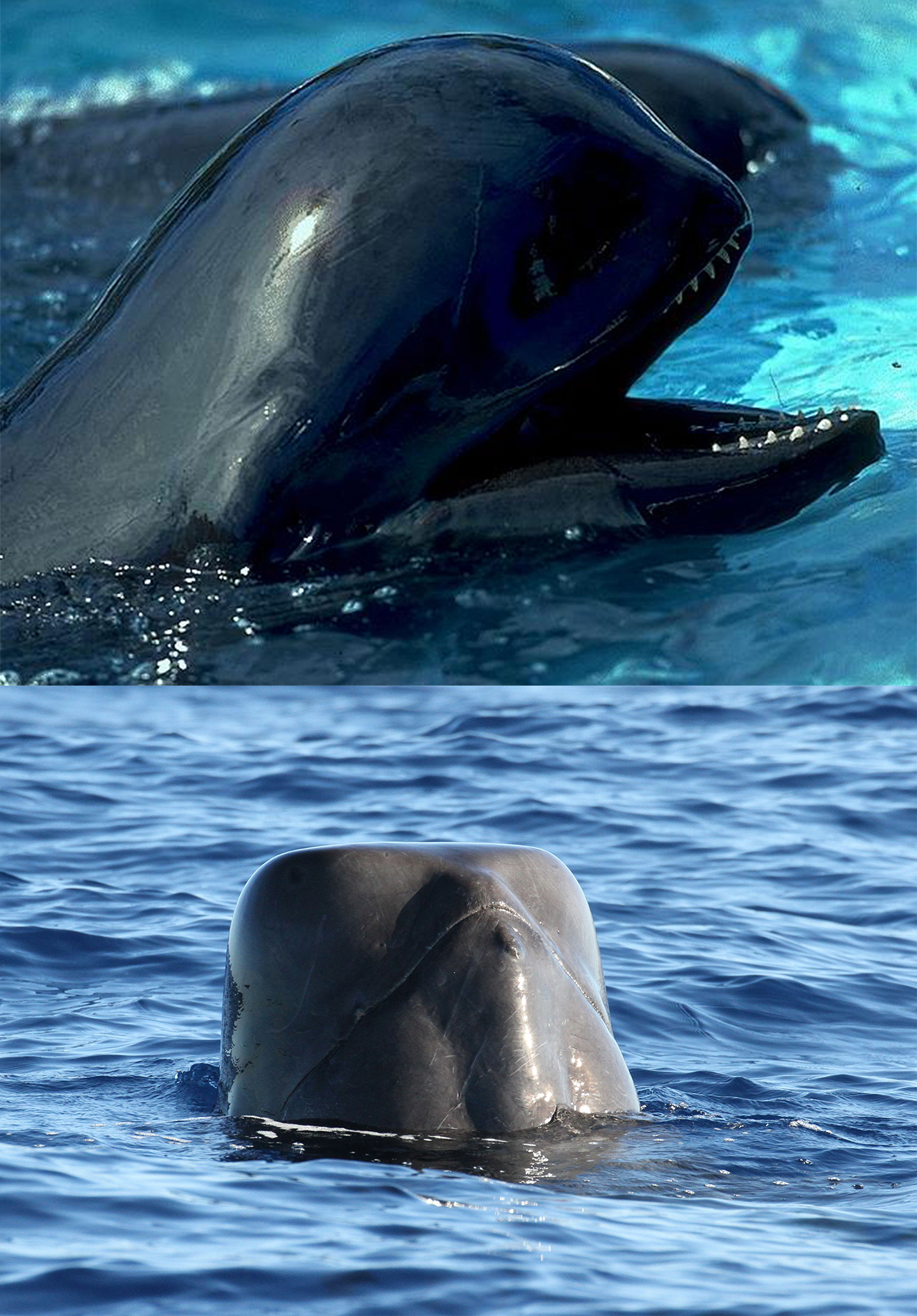 New Sub-species of Pilot Whale Identified in Pacific Ocean – Woods Hole  Oceanographic Institution