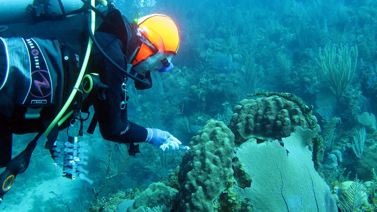 Laura Weber collects a syringe sample from seawater surrounding an Orbicella faveolata coral colony in Jardines de la Reina, Cuba.