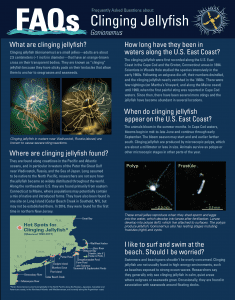 Clinging Jellyfish FAQs