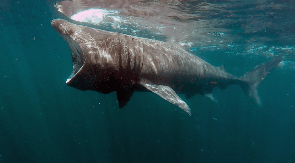 Sharkcam Reveals Secret Lives Of Basking Sharks In Uk Woods Hole Oceanographic Institution 9156