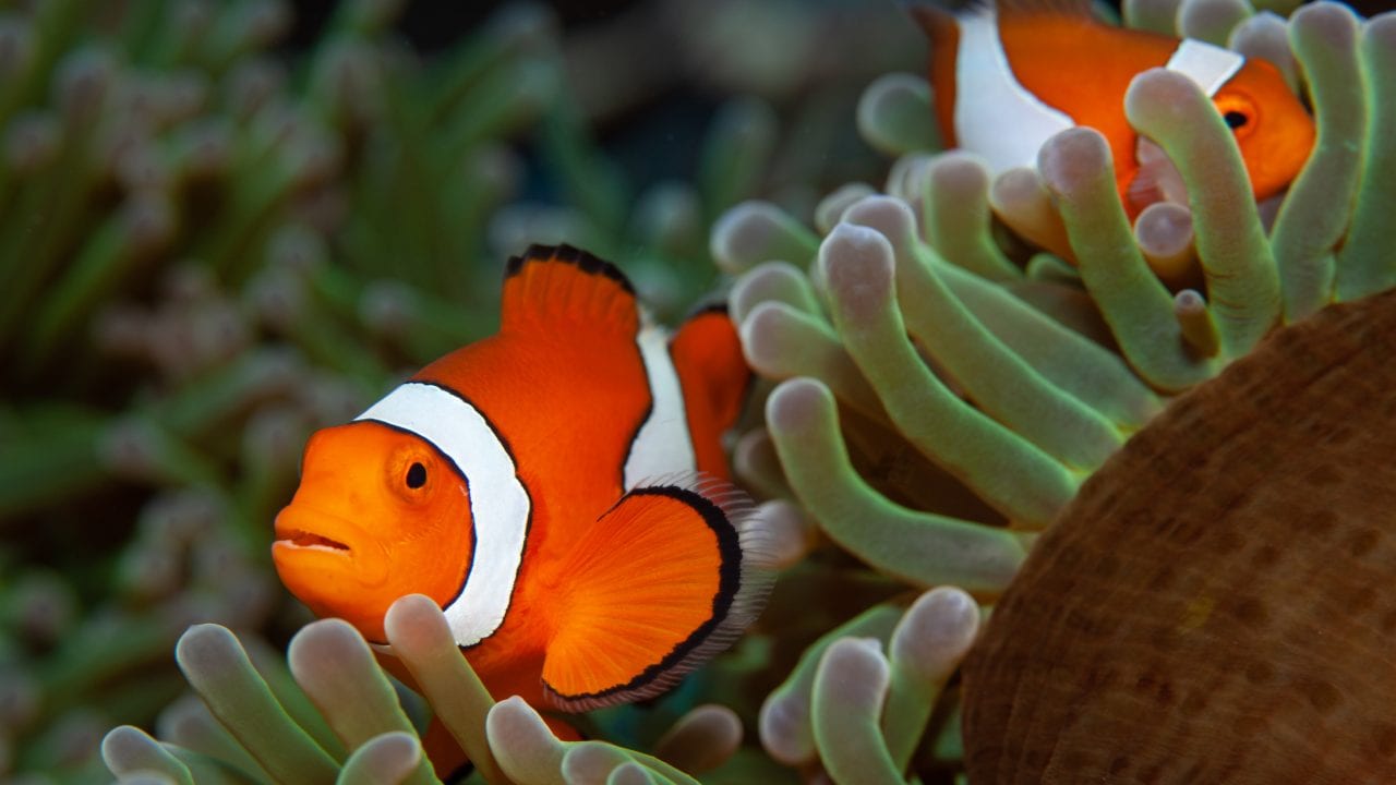 Clownfish can't adapt to rapid environmental changes – Woods Hole